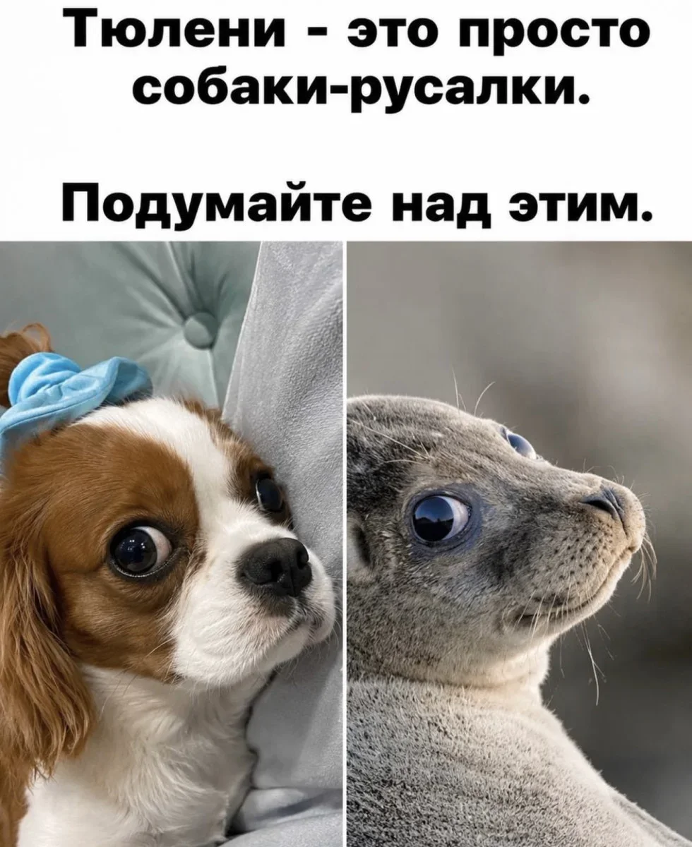 Юмор дня: нейросети, печеньки и собачьи мемы Юмор дня: нейросети, печеньки и собачьи мемы юмор, мемы, приколы, нейросети, собаки