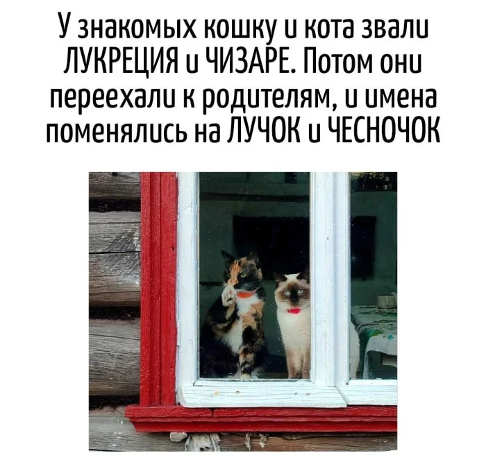 Магия каламбуров: 22 картинки, которые заставят улыбнуться Магия каламбуров: 22 картинки, которые заставят улыбнуться каламбуры, игра слов, юмор, подборка
