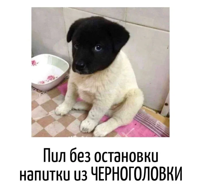 Магия каламбуров: 22 картинки, которые заставят улыбнуться Магия каламбуров: 22 картинки, которые заставят улыбнуться каламбуры, игра слов, юмор, подборка