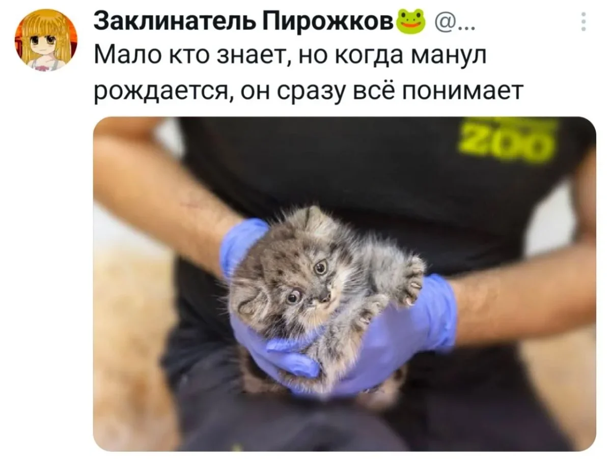Угарная подборка: 20 июня встречает гориллу юмор, приколы, картинки, животные, горилла