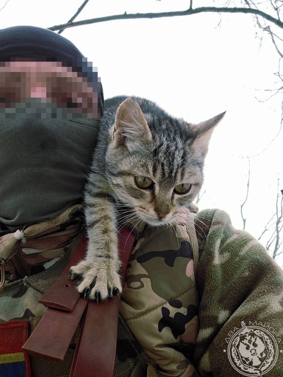 Пушистые бойцы: как котята помогают солдатам выжить на войне Пушистые бойцы: как котята помогают солдатам выжить на войне котята, кошки, фронт, война, дружба, животные, подборка фото