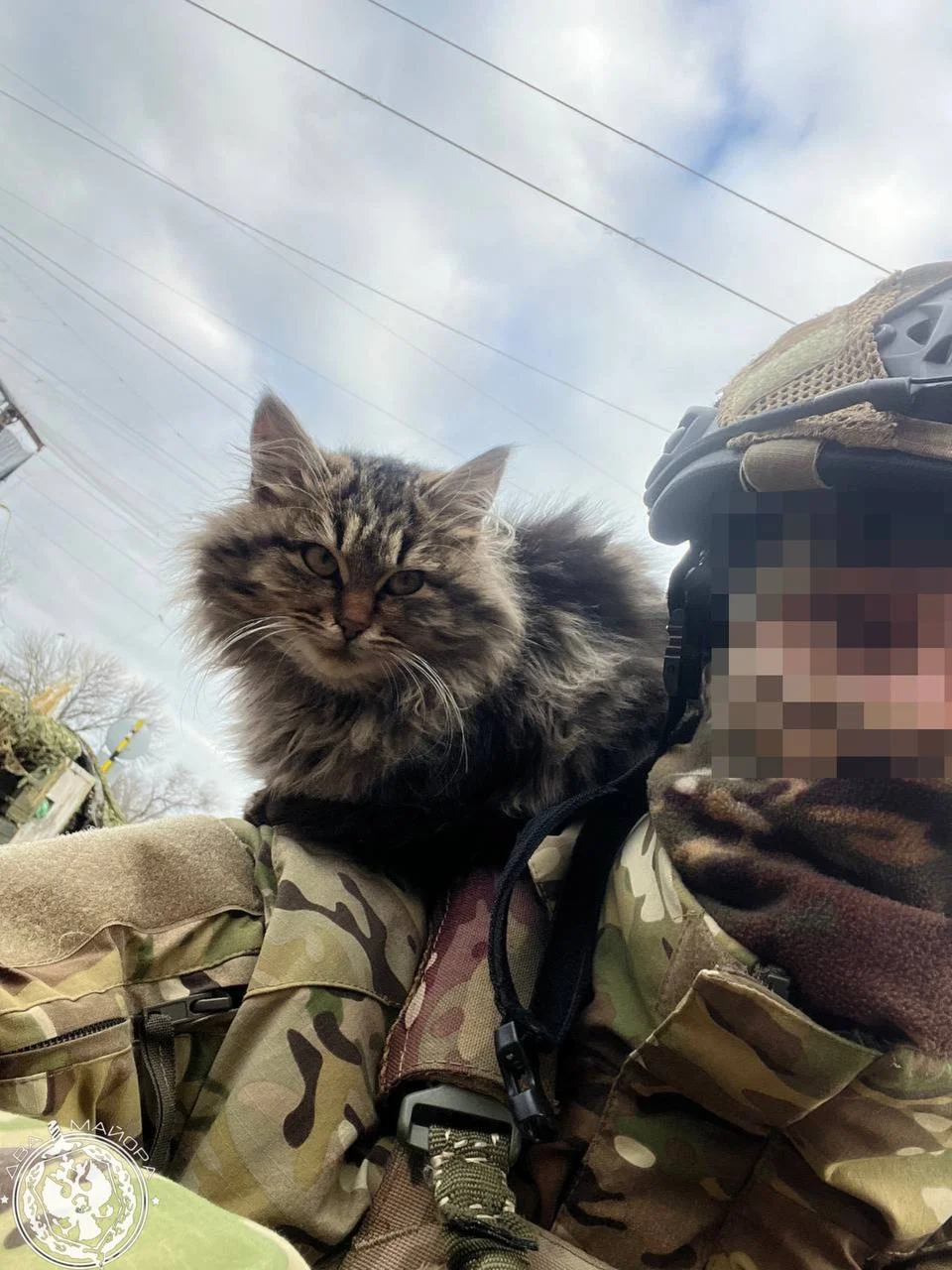 Пушистые бойцы: как котята помогают солдатам выжить на войне Пушистые бойцы: как котята помогают солдатам выжить на войне котята, кошки, фронт, война, дружба, животные, подборка фото