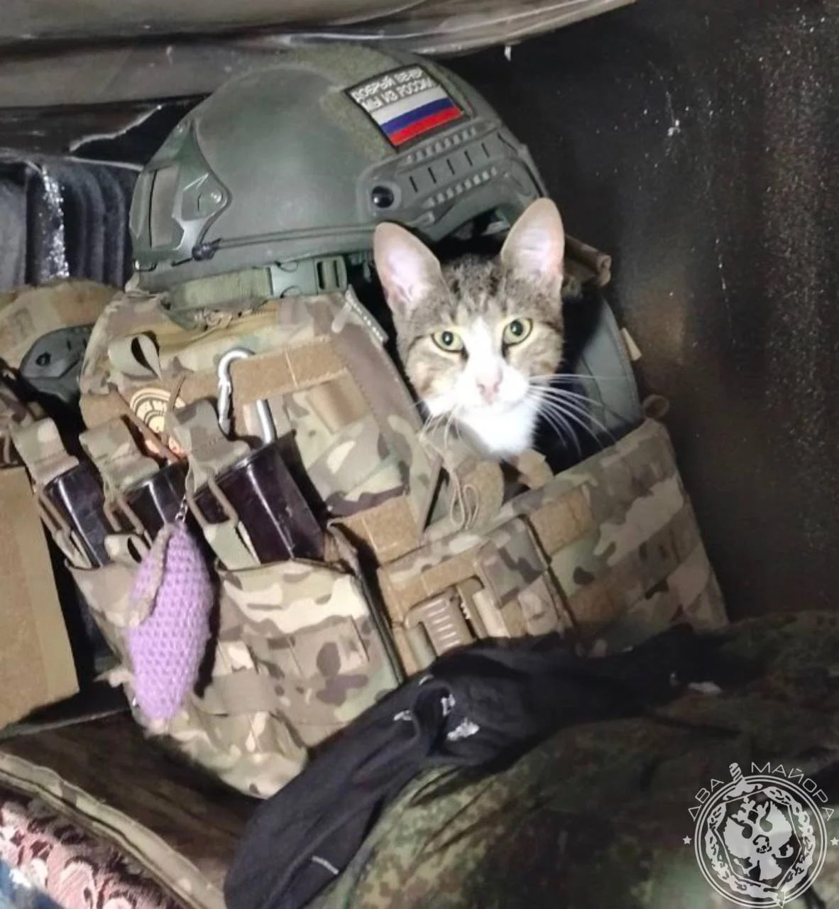 Пушистые бойцы: как котята помогают солдатам выжить на войне Пушистые бойцы: как котята помогают солдатам выжить на войне котята, кошки, фронт, война, дружба, животные, подборка фото