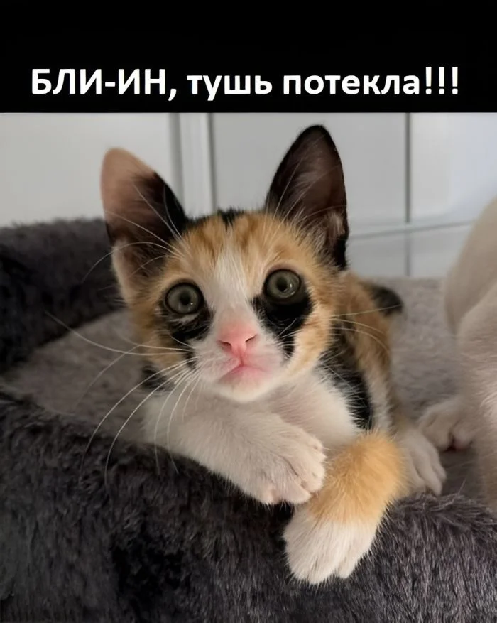 Понедельник — день весёлый: подборка мемов, которая разгонит тоску Понедельник — день весёлый: подборка мемов, которая разгонит тоску приколы, мемы, понедельник, юмор, картинки