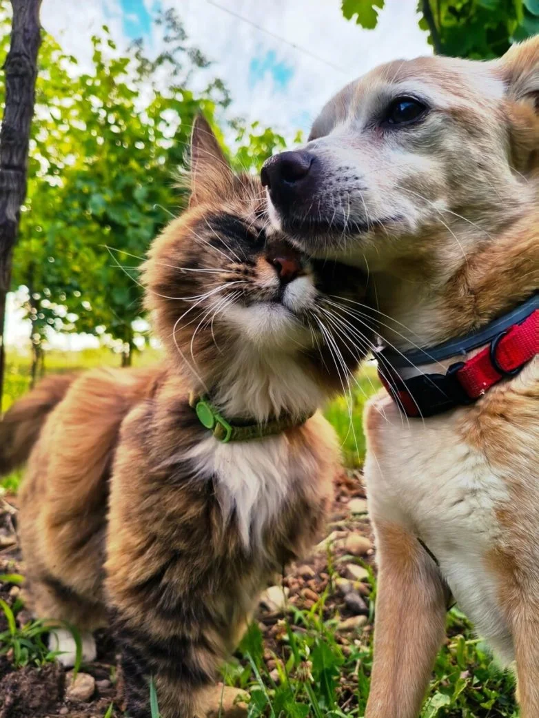 Фотографии, от которых на душе теплеет животные, подборка, фото, котики, собаки, природа, хорошее настроение
