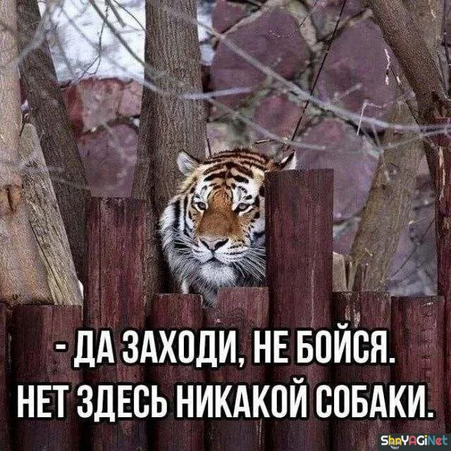 Заряд позитива на весь день приколы, мемы, смешные картинки, юмор