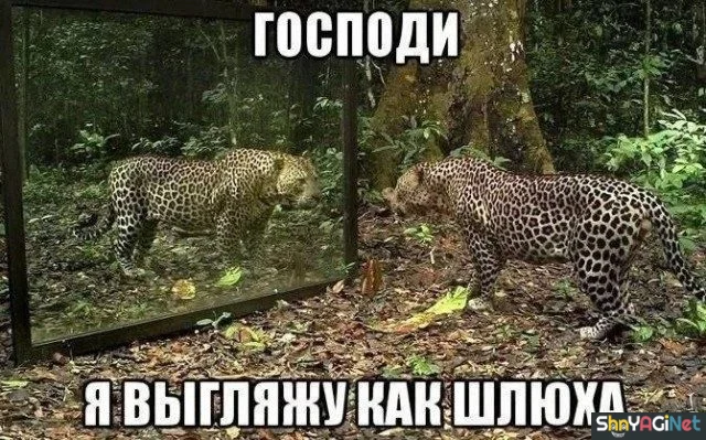 Заряд позитива на весь день приколы, мемы, смешные картинки, юмор