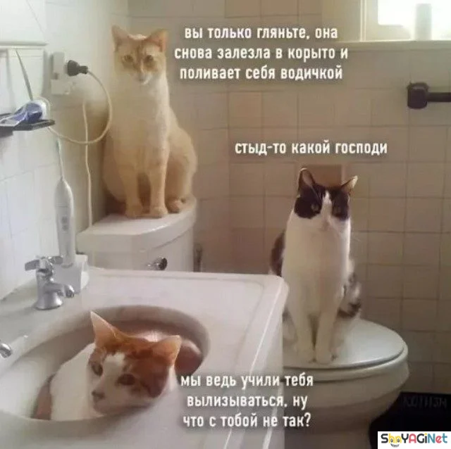 Заряд позитива на весь день приколы, мемы, смешные картинки, юмор