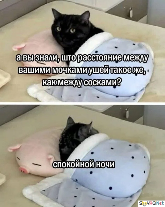 Заряд позитива на весь день приколы, мемы, смешные картинки, юмор
