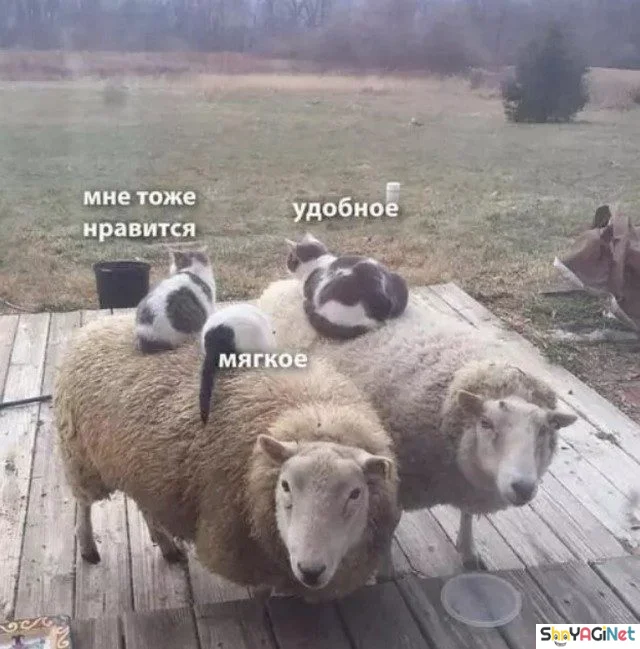 Июньский угар: финальная подборка мемов приколы, мемы, июнь, юмор, картинки
