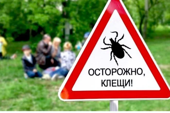 Советский метод борьбы с клещами: почему от него отказались? Советский метод борьбы с клещами: почему от него отказались? СССР, клещи, энцефалит, ДДТ, история, медицина, факты