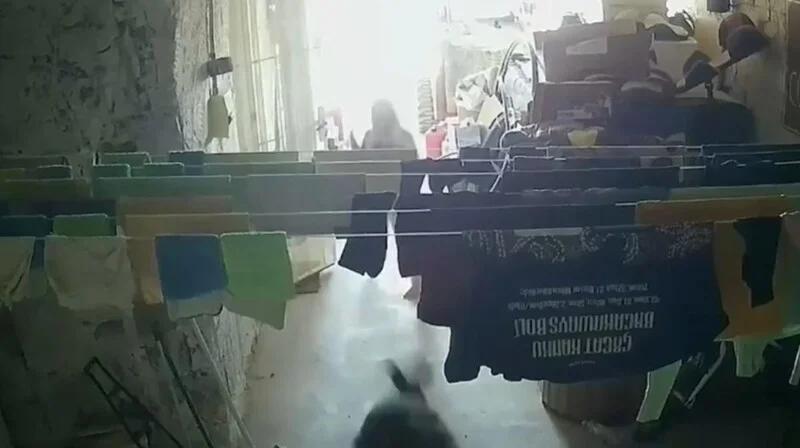 Кенгуру-агрессор: дикое животное ворвалось в дом и сбило с ног ребенка