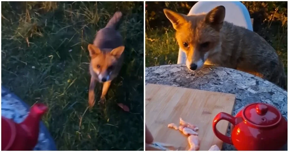 Лис пришёл на чай и потребовал мясо