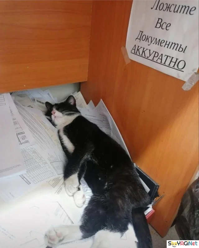 Рабочие будни с улыбкой: эпичные приколы и смешные кадры приколы, работа, юмор, фото