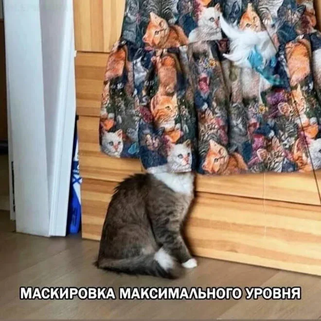 Субботний юмор: мемы про огурцы, котов и вежливую наглость Субботний юмор: мемы про огурцы, котов и вежливую наглость мемы, юмор, картинки, подборка, 27 июля, суббота