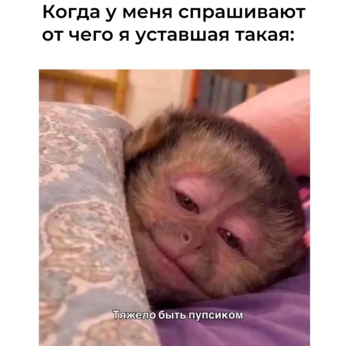 20 мемов, чтобы проснуться с улыбкой 29 июня мемы, приколы, картинки, утро, смешное
