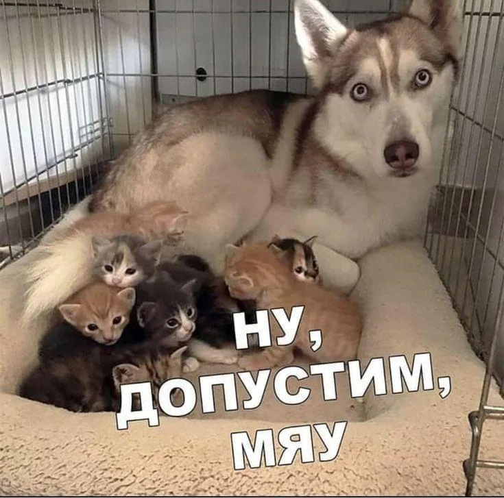 Шесть месяцев улыбок: лучшие смешные фото животных за полгода