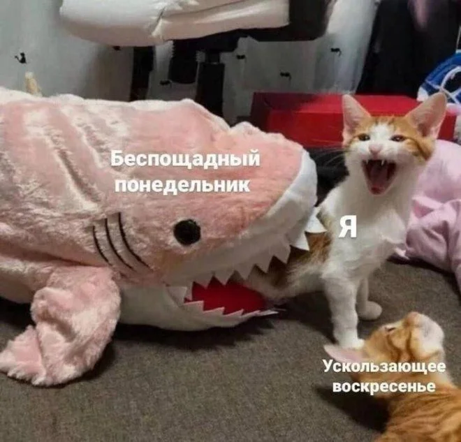 Утренние мемы: кот, вода и ностальгия Утренние мемы: кот, вода и ностальгия мемы, юмор, приколы, подборка, кот, вода, пазл, самооценка
