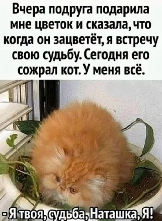 Мемный заряд: сборник свежих шуток к середине недели Мемный заряд: сборник свежих шуток к середине недели юмор, мемы, картинки, шутки, подборка, среда, приколы