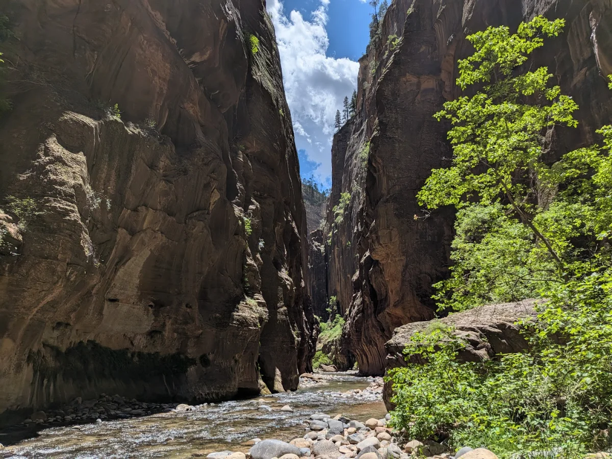 Скрытые сокровища The Narrows: от лягушек до каньониринга Скрытые сокровища The Narrows: от лягушек до каньониринга поход, The Narrows, Зайон, природа, лягушки, каньониринг