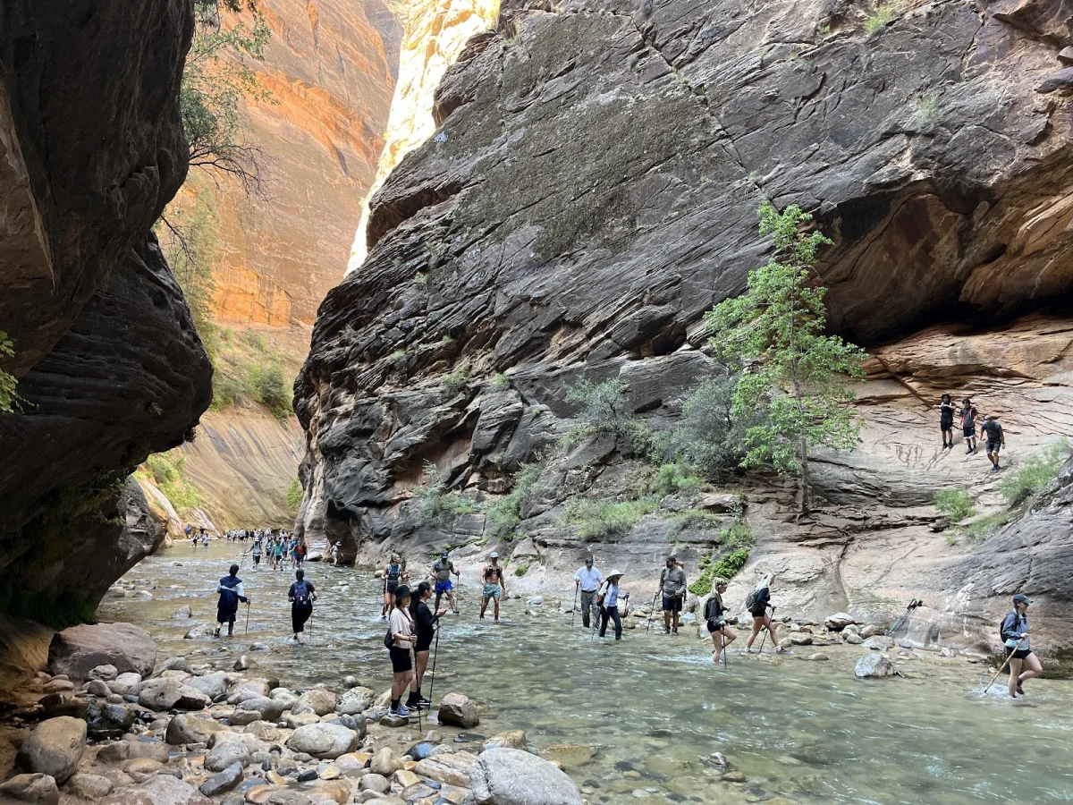 Скрытые сокровища The Narrows: от лягушек до каньониринга Скрытые сокровища The Narrows: от лягушек до каньониринга поход, The Narrows, Зайон, природа, лягушки, каньониринг