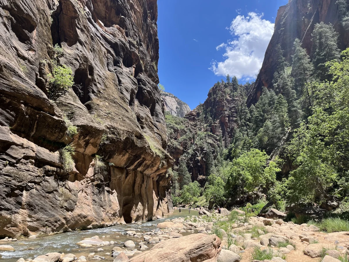 Скрытые сокровища The Narrows: от лягушек до каньониринга Скрытые сокровища The Narrows: от лягушек до каньониринга поход, The Narrows, Зайон, природа, лягушки, каньониринг