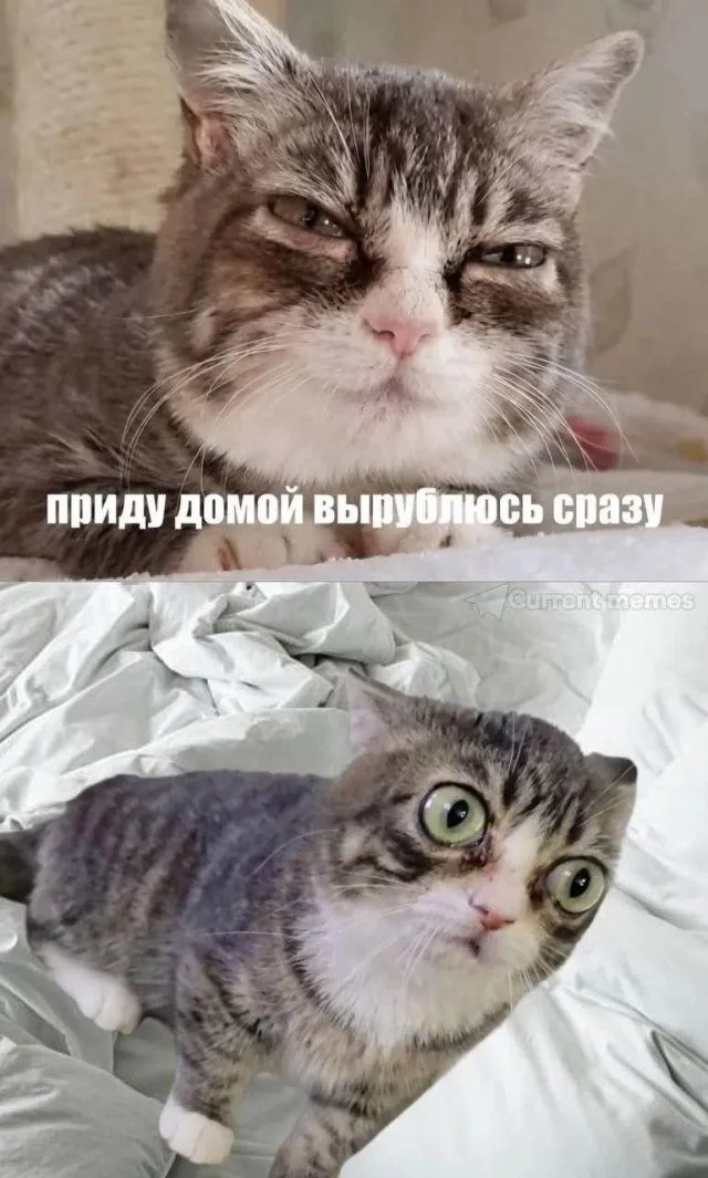 Смешные картинки на утро 3 июля: то, что вы искали мемы, приколы, картинки, смешное, юмор, подборка