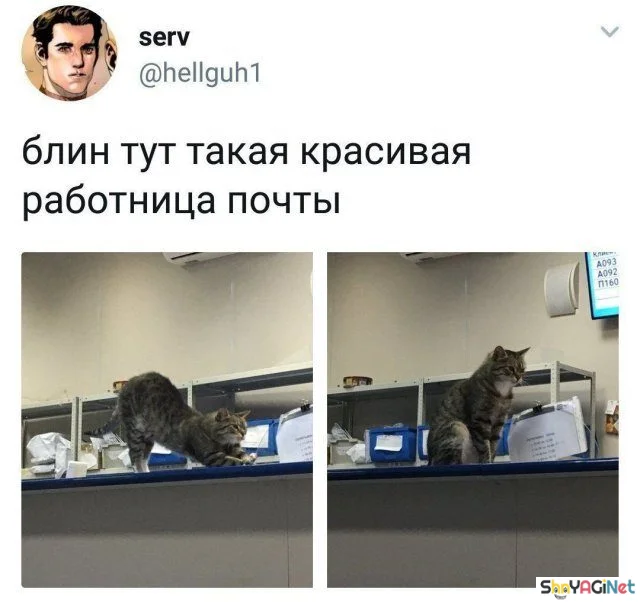 Свежие перлы из комментариев: над чем смеется интернет приколы, юмор, соцсети, комментарии, смешное, подборка