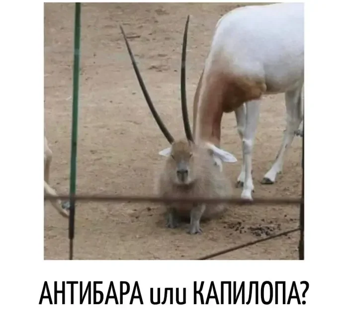Словесные финты: 16 кадров, где язык выкидывает коленца Словесные финты: 16 кадров, где язык выкидывает коленца каламбуры, игра слов, юмор, подборка