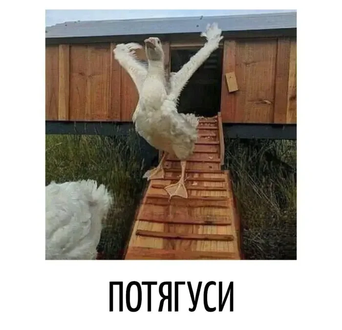 Словесные финты: 16 кадров, где язык выкидывает коленца Словесные финты: 16 кадров, где язык выкидывает коленца каламбуры, игра слов, юмор, подборка