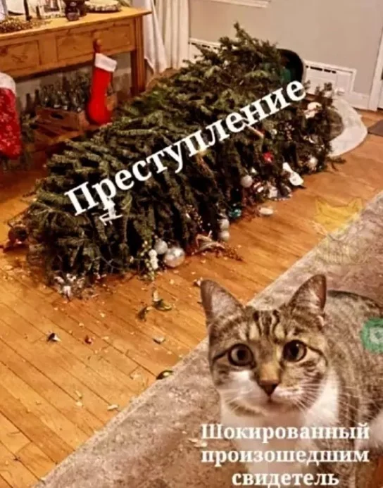 Утро выходного дня: топ свежих мемов приколы, мемы, картинки, юмор, подборка