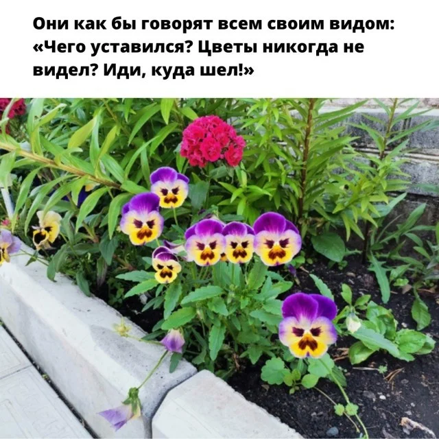 Утро выходного дня: топ свежих мемов приколы, мемы, картинки, юмор, подборка