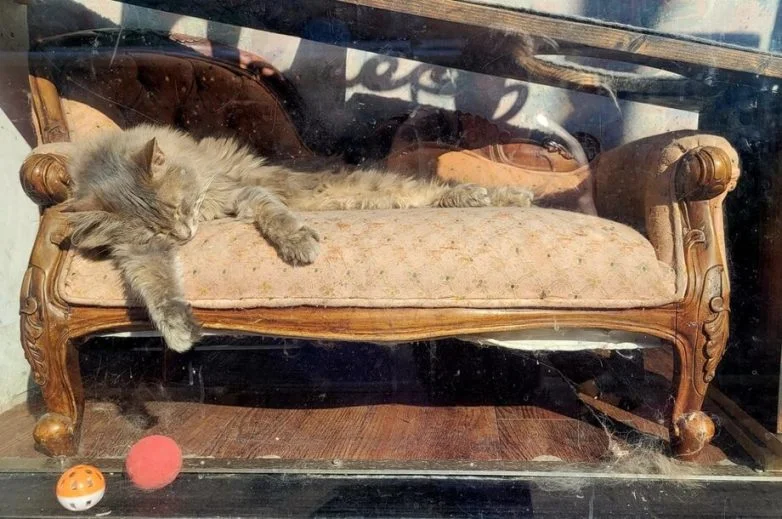 Современный Ренессанс: 30 фото, которые выглядят как картины фотография, ренессанс, искусство, эстетика