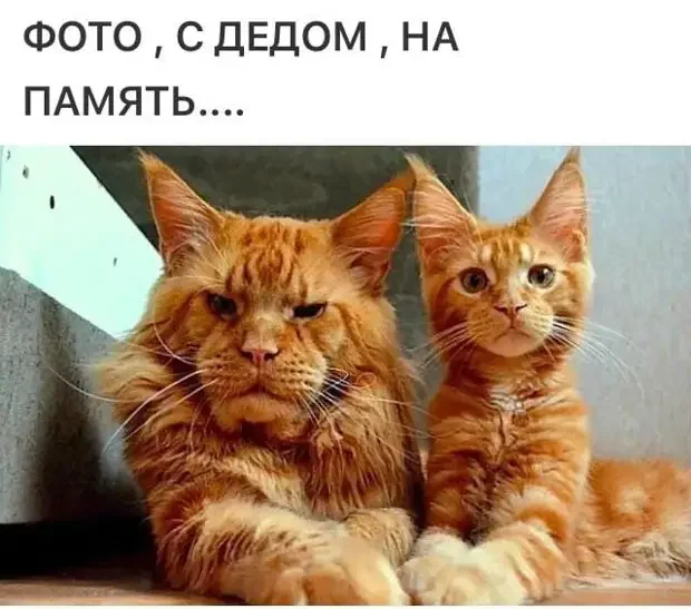 И смех, и грех: подборка анекдотов на вечер анекдоты, юмор, смешное, подборка, приколы, короткие истории