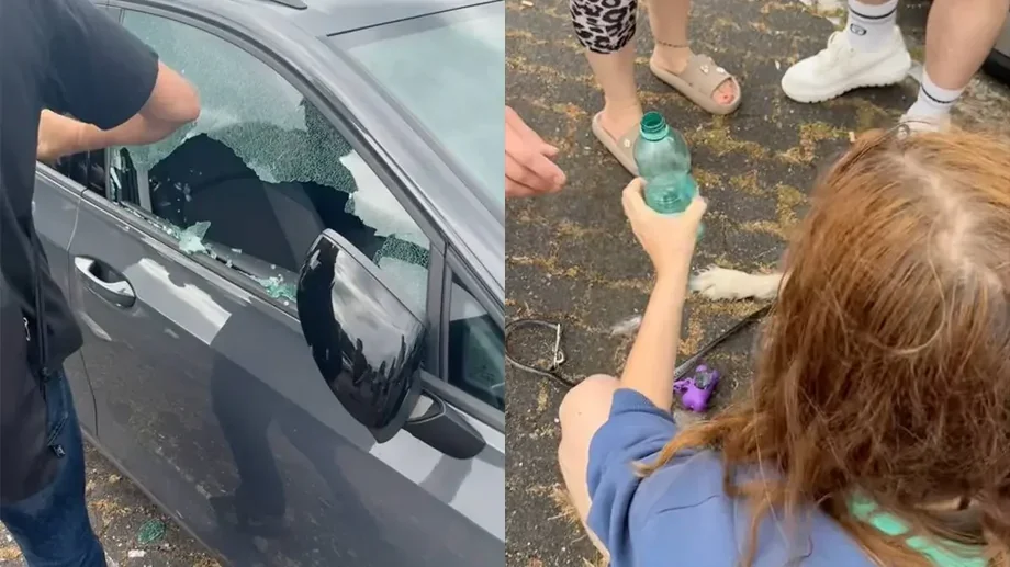 Толпа разбила стекло авто ради спасения собаки: видео