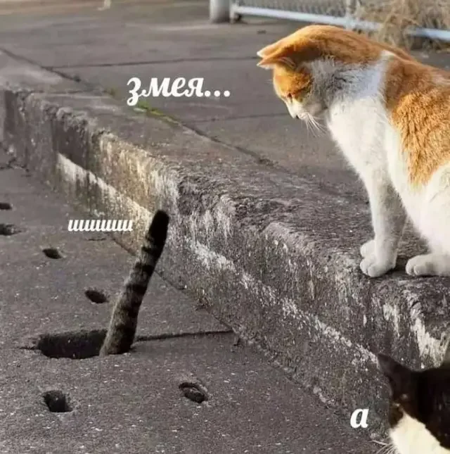Порция веселья для тех, кто уже всё понял про эту жизнь мемы, юмор, приколы, взрослая жизнь, лень