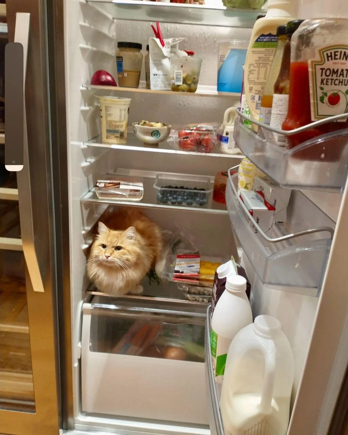 Коты в холодильниках: умилительная галерея Коты в холодильниках: умилительная галерея коты, холодильник, смешные животные, подборка фото