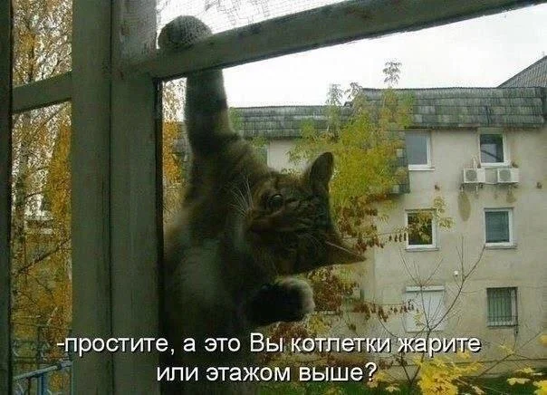 25 сочных мемов про жареное мясо, от которых слюнки потекут 25 сочных мемов про жареное мясо, от которых слюнки потекут мемы, картинки, приколы, еда, мясо, шашлык, жареное, юмор