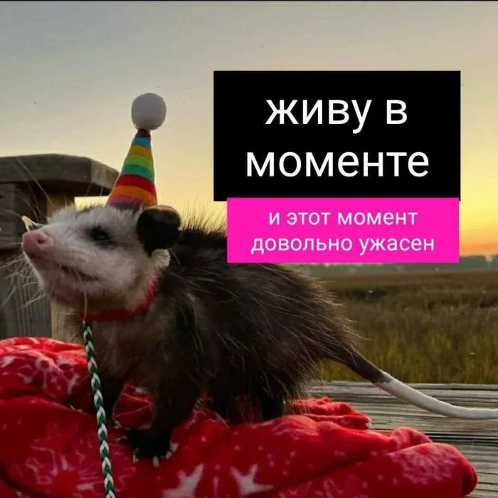 Жизненные мемы: правда или молчание? юмор, мемы, взрослые, эмоциональный интеллект
