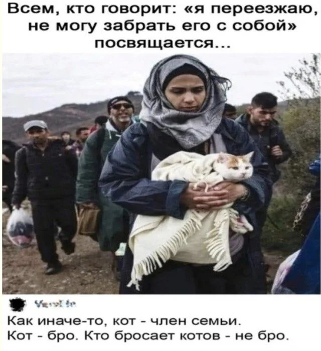 Мемотерапия без рецепта: 15 кадров для полного отключения мозга