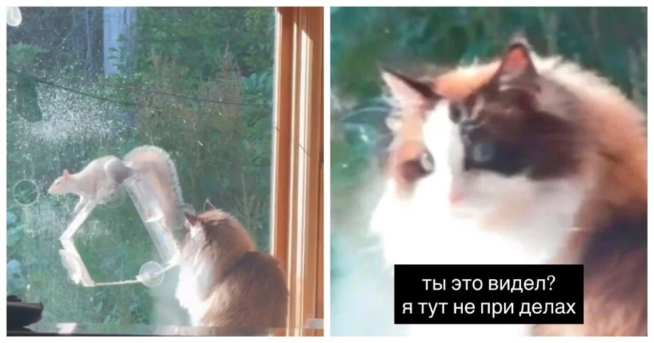 Кот стал свидетелем беличьего фиаско кот, белка, прикол, видео, животные, неудача