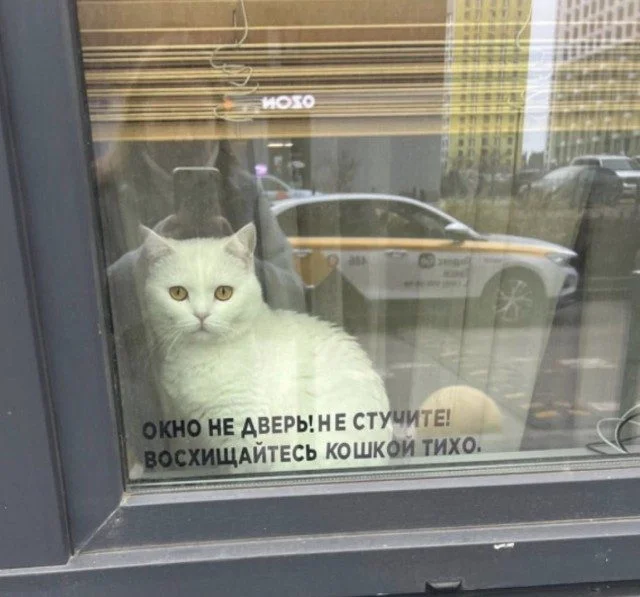 Отличная подборка для поднятия настроения приколы, картинки, юмор, подборка, настроение