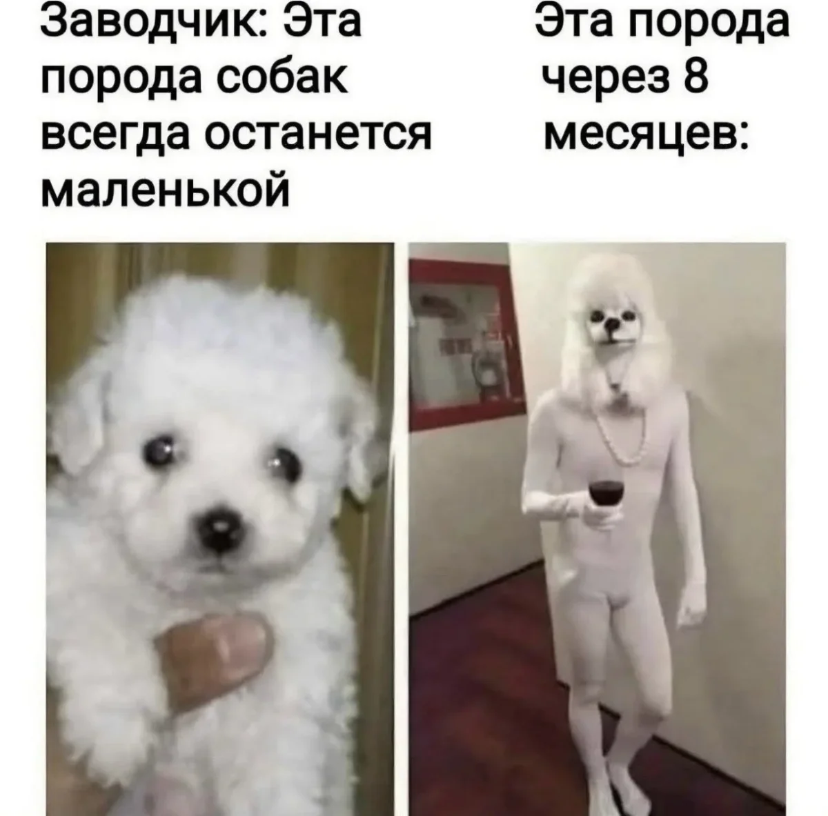 Юмор за день: свежая подборка мемов к середине июля юмор, мемы, приколы, картинки, подборка