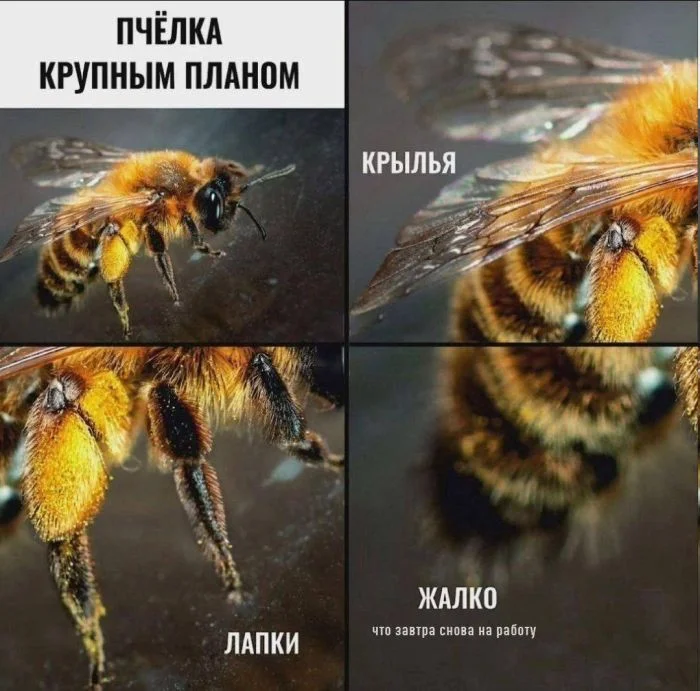 Среда — не повод унывать: топ мемов дня юмор, мемы, приколы, среда, подборка