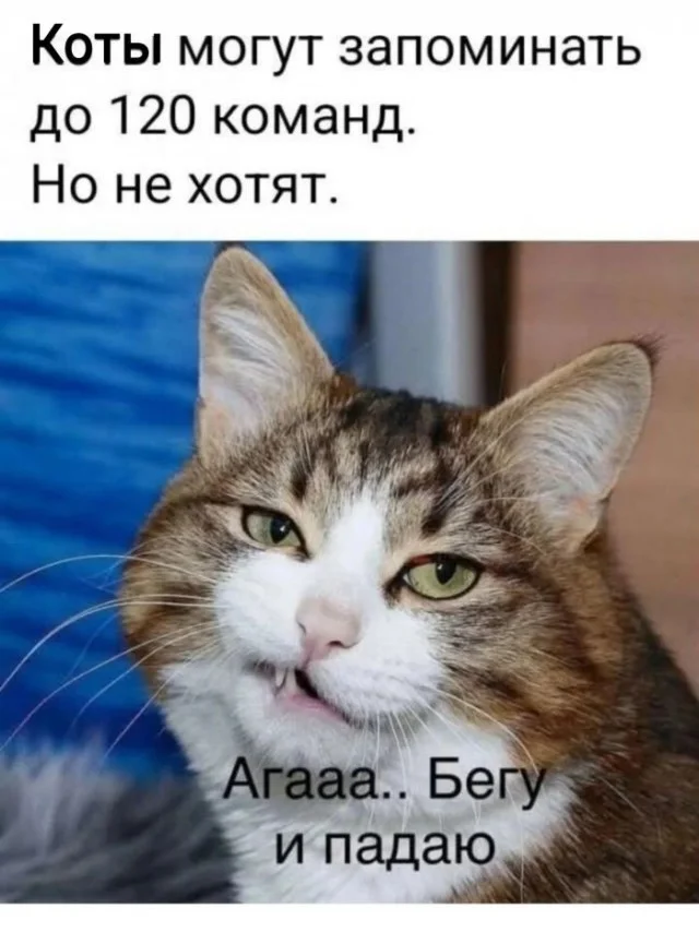Смех до выходных: убойная подборка мемов на середину недели юмор, мемы, среда, подборка картинок, приколы