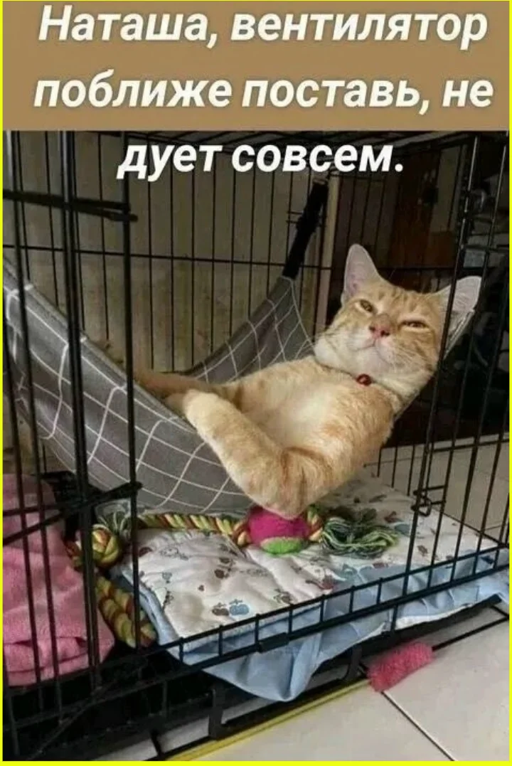 Я? Замуж? Да вы что, у меня даже цветы дохнут! юмор, девушки, замуж, отношения, приколы, картинки