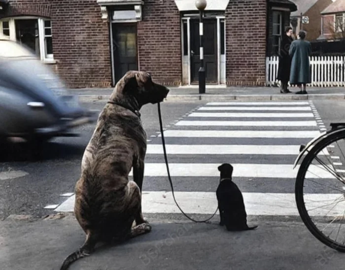Ожившее прошлое: 20 раскрашенных ретро-фотографий собак