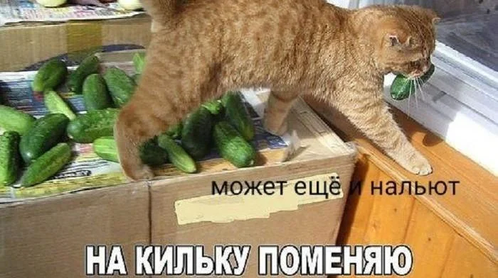 Огуречный день: мемы, которые засолят ваш ленту