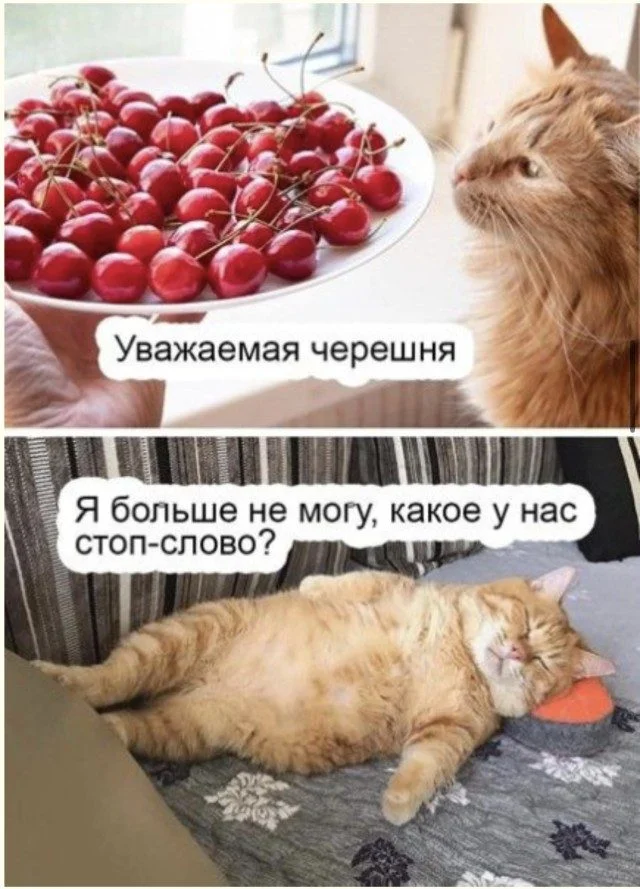 Дзен и искусство скроллинга: мудрые истины Дзен и искусство скроллинга: мудрые истины приколы, картинки, мудрость, жизнь, юмор