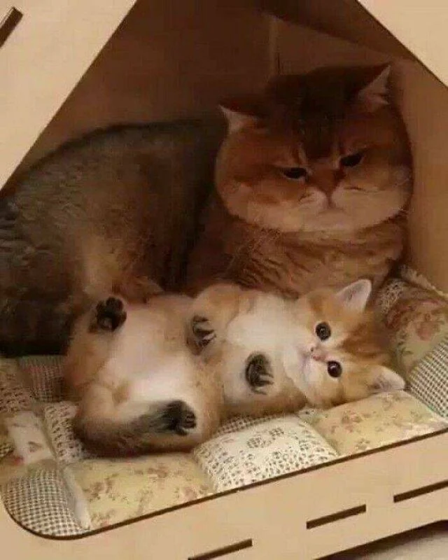 Доза нежности: 37 фото, от которых замурлычет даже скептик кошки, котята, подборка, животные, милота, позитив